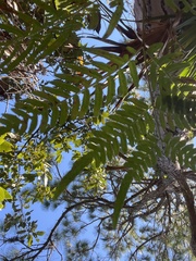 Pteridium aquilinum pseudocaudatum