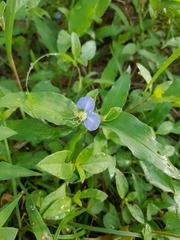 Commelina