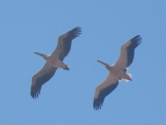 Pelecanus onocrotalus