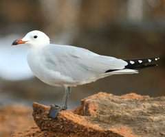 Ichthyaetus audouinii