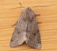 Orthosia hibisci