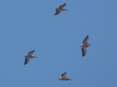 Pelecanus onocrotalus