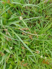 Fimbristylis