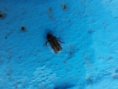 Astylus quadrilineatus
