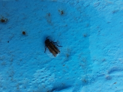 Astylus quadrilineatus
