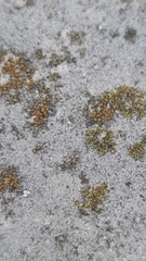 Candelariella aurella