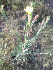 Oenothera affinis