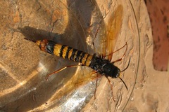 Tremex fuscicornis