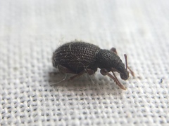 Otiorhynchus ligneus