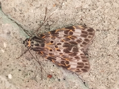 Phaegopterina