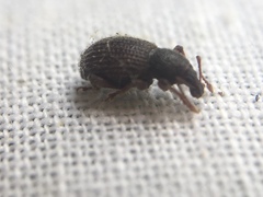 Otiorhynchus ligneus