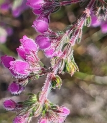 Erica hirtiflora