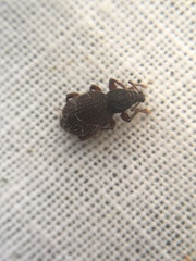 Otiorhynchus ligneus