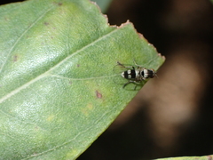 Callomyia dives