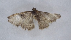 Costaconvexa centrostrigaria