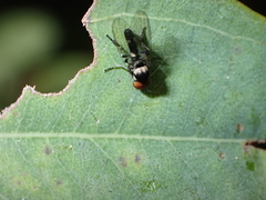 Callomyia dives