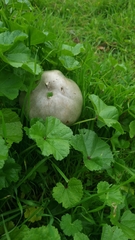 Coprinopsis atramentaria