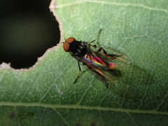 Callomyia dives