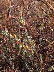 Symphyotrichum sericeum