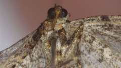 Costaconvexa centrostrigaria