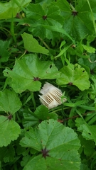 Coprinopsis atramentaria