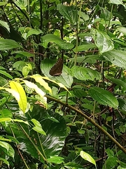 Morpho