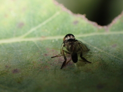 Callomyia dives