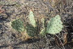 Opuntia phaeacantha