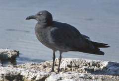 Leucophaeus fuliginosus