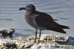 Leucophaeus fuliginosus