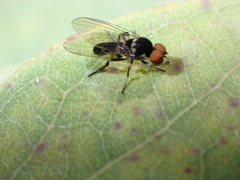 Callomyia dives