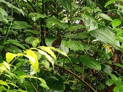 Morpho