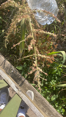 Echinochloa crus-galli