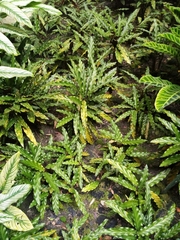 Goeppertia rufibarba