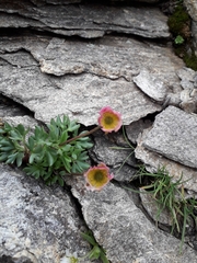Ranunculus glacialis
