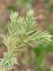 Juniperus californica