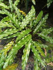 Goeppertia rufibarba