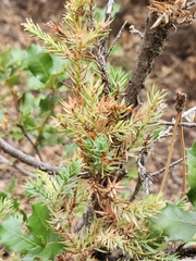 Juniperus californica