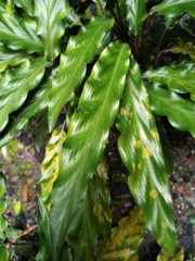 Goeppertia rufibarba