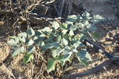 Datura wrightii