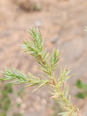 Juniperus californica