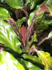 Goeppertia rufibarba