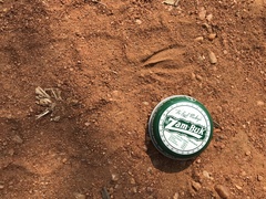 Raphicerus campestris