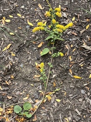 Solidago ulmifolia