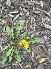 Taraxacum