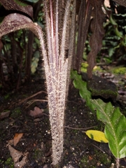 Goeppertia rufibarba