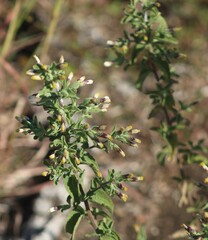 Brickellia cylindracea