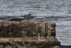 Leucophaeus fuliginosus