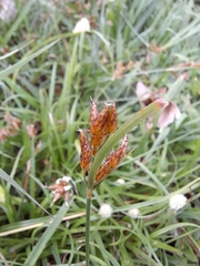 Fimbristylis