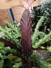 Goeppertia rufibarba